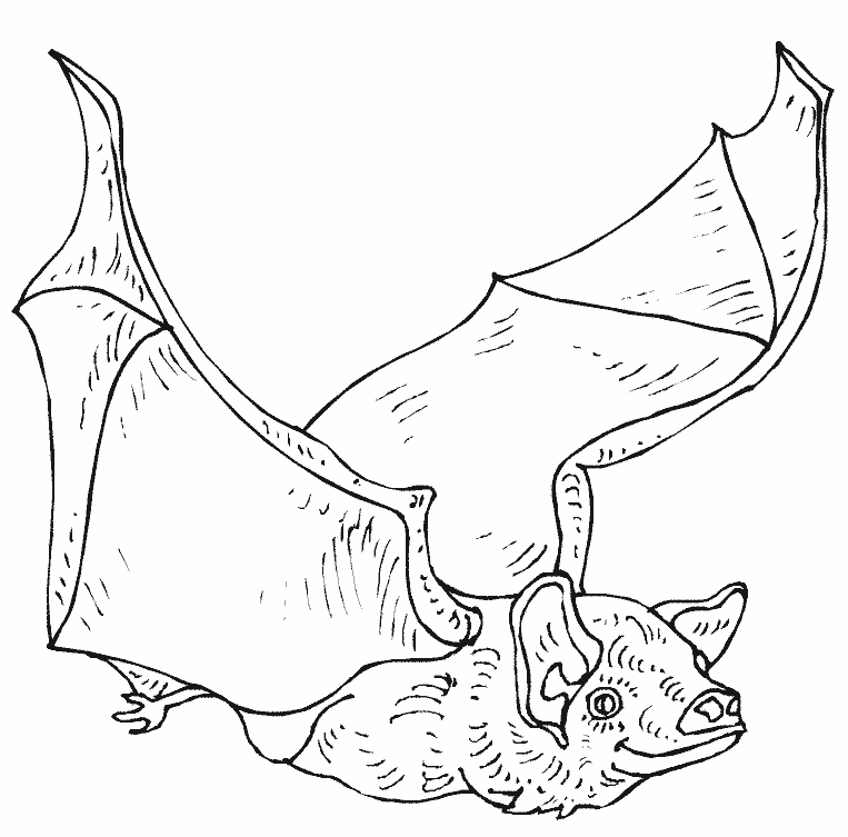 Coloriage Chauve Souris En Plein Vol - Halloween chauve souris à imprimer