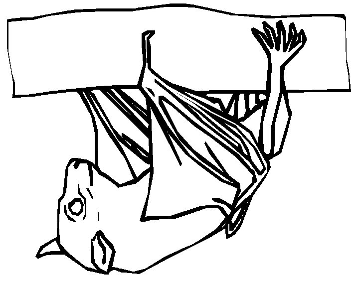 Coloriage Chauve Souris Qui Dort A L'Envers - Halloween chauve souris à imprimer