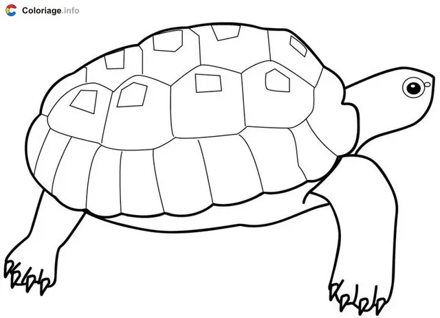 Coloriage Chélonidé - Tortue à imprimer