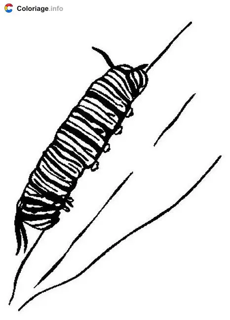 Caterpillar coloring page to print