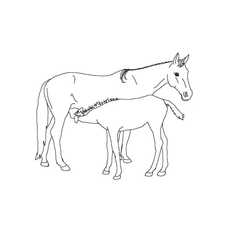 Disegno di Cavalli e puledro da stampare