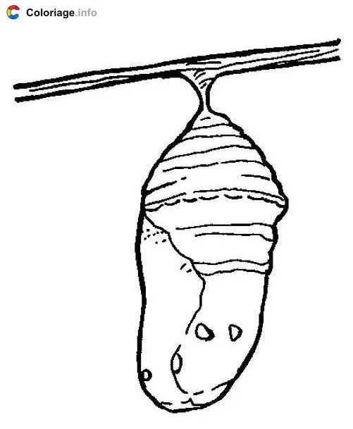 Chrysalis coloring page to print