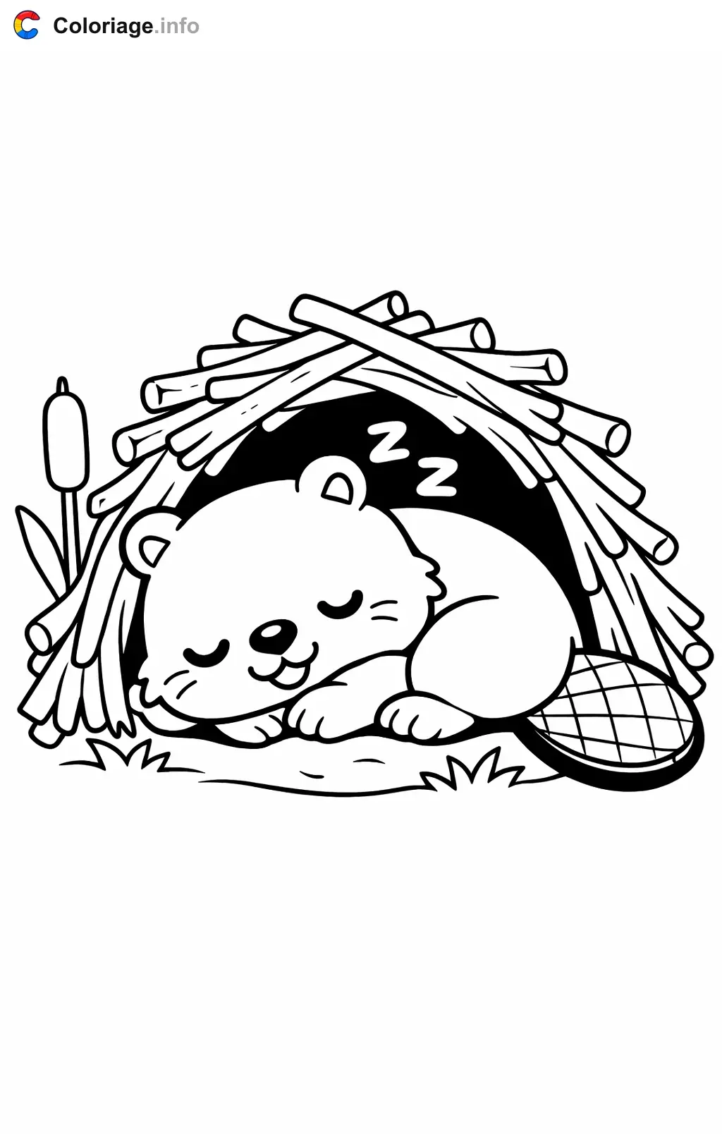 Coloriage Castor qui dort dans sa hutte - Castor à imprimer