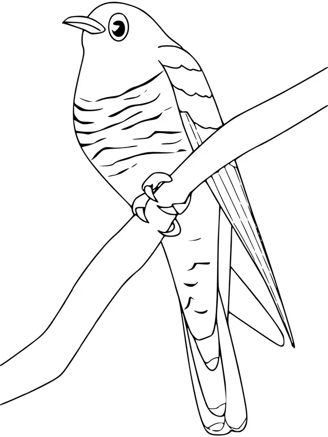 Coloriage Coucou - Oiseau à imprimer