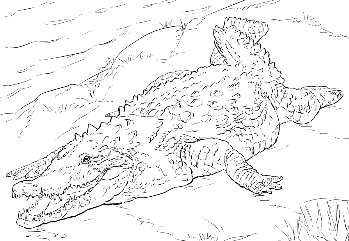 Realistic American Crocodile coloring page to print