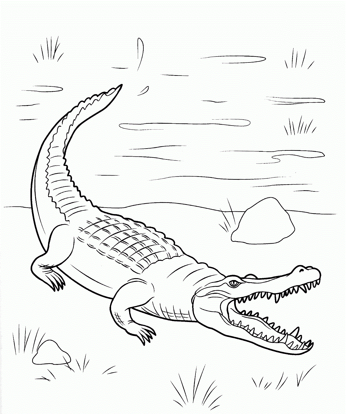 Saltwater Crocodile from the Crocodylidae Family coloring page to print