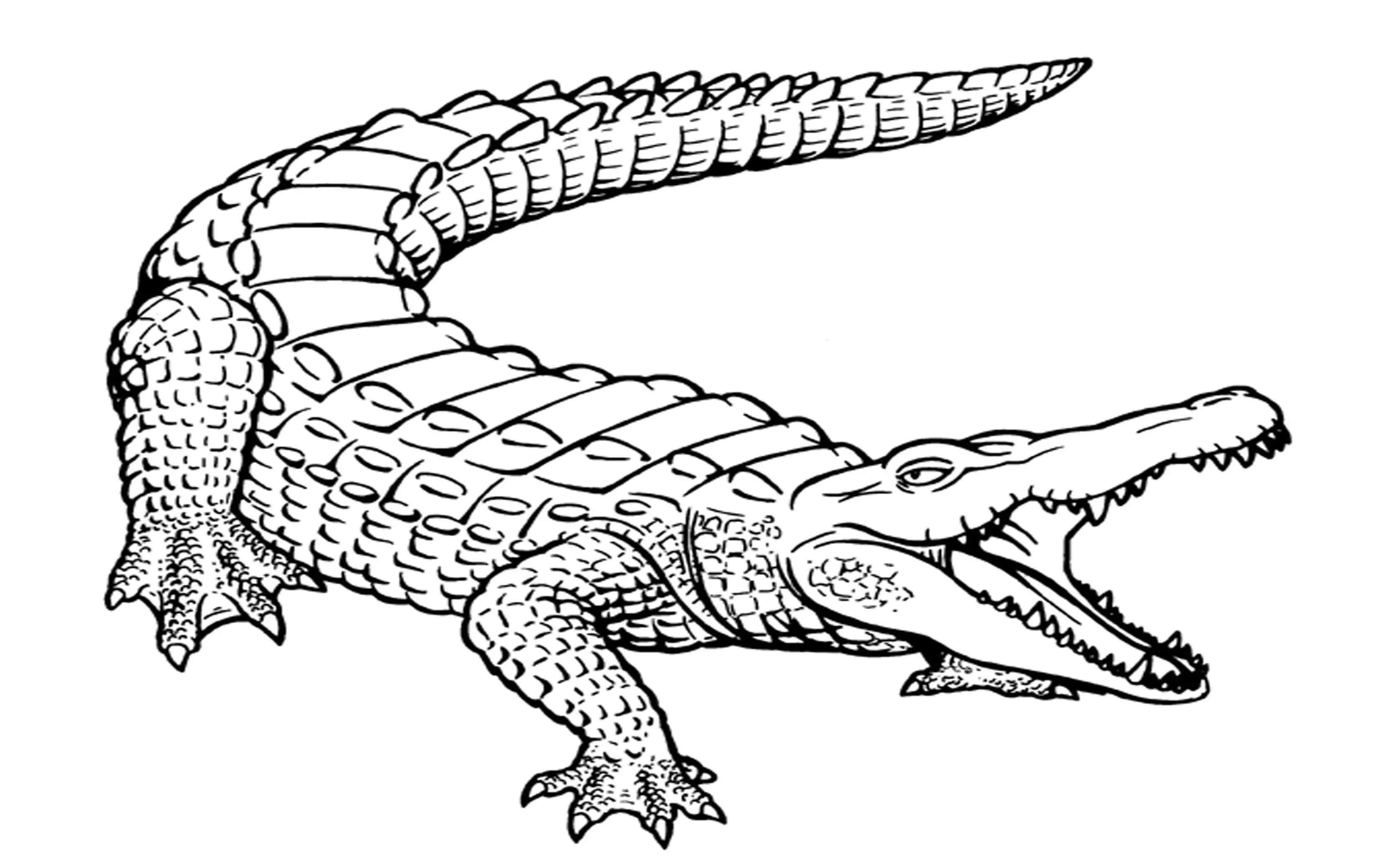 Realistic Saltwater Crocodile with Open Mouth coloring page to print