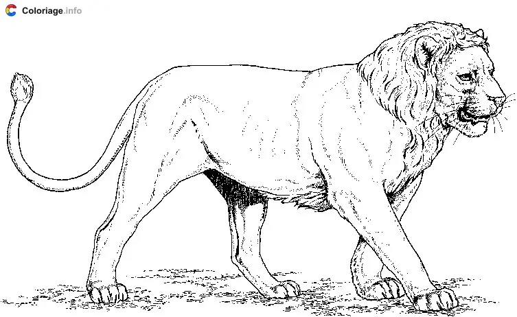 A Lion coloring page to print