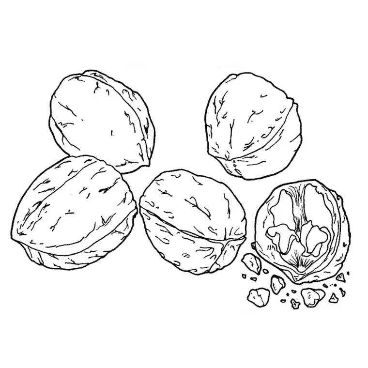 Disegno di Deliziosa Noce da stampare