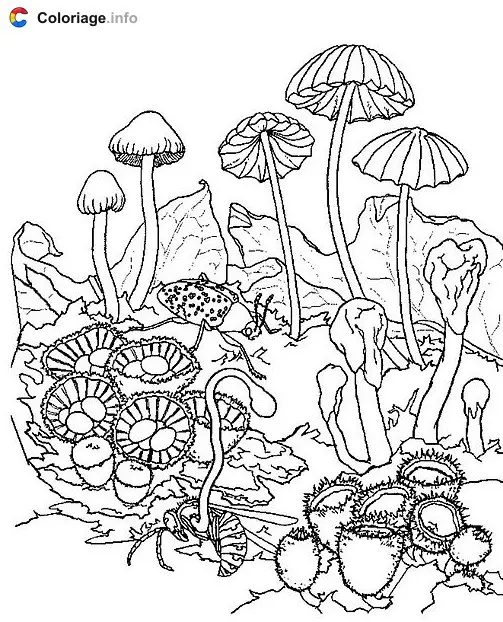 Coloriage Des champignons - Automne à imprimer