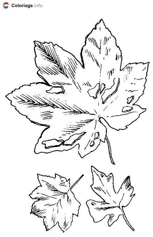 Coloriage Dessin à colorier de feuilles - Automne à imprimer