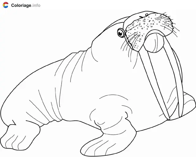 Coloriage Dessin d'un morse - Phoque à imprimer