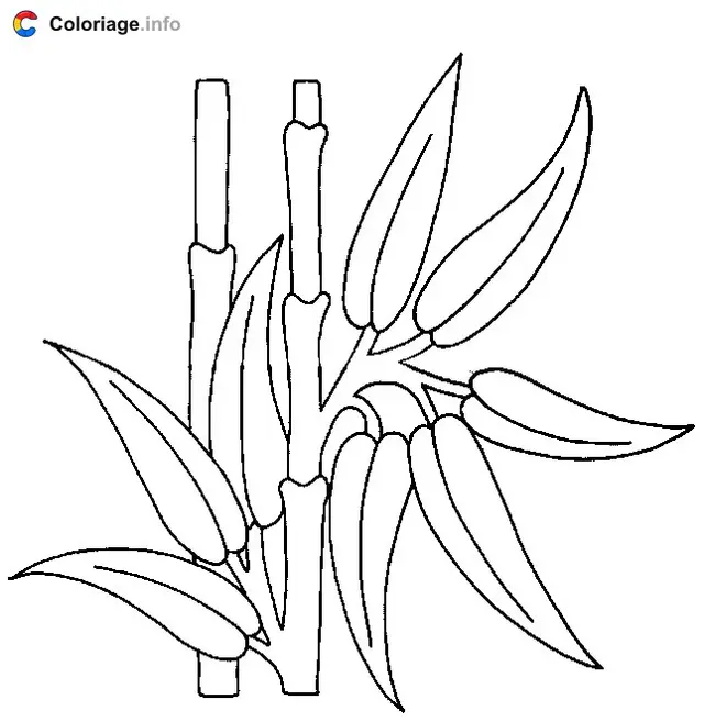 Coloriage Dessin de bambou - Plantes à imprimer