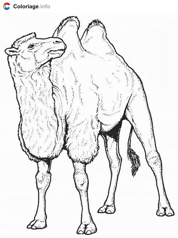 Camel coloring page to print