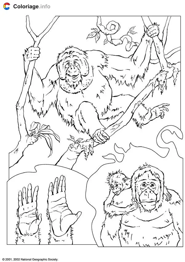 Orangutan Drawings coloring page to print