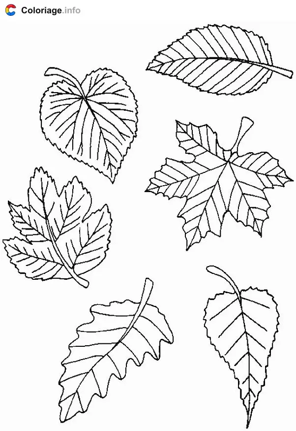 Coloriage Diverses feuilles - Automne à imprimer