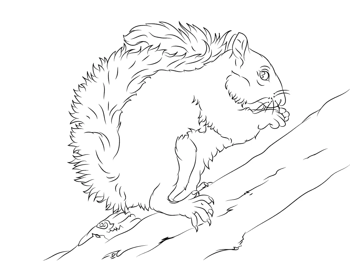 Coloriage Écureuil Gris Mange Une Noix - Écureuil à imprimer