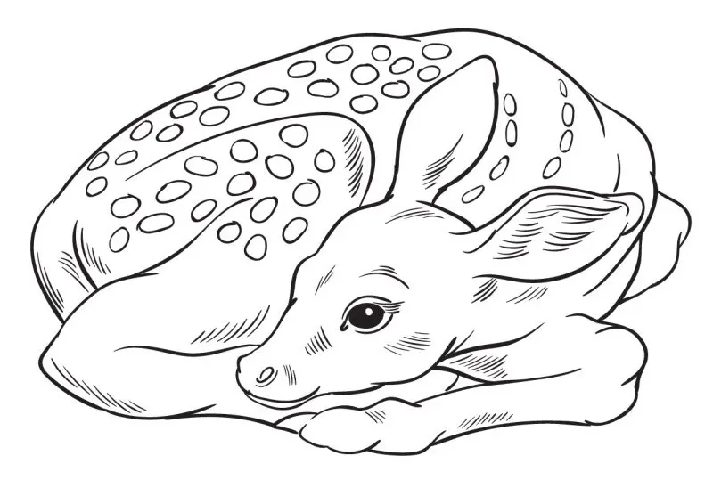 Coloriage Faon Mignon - Cerf biche faon à imprimer