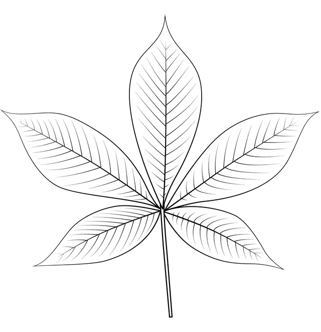 Kleurplaat Ohio Buckeye Herfstblad om te printen