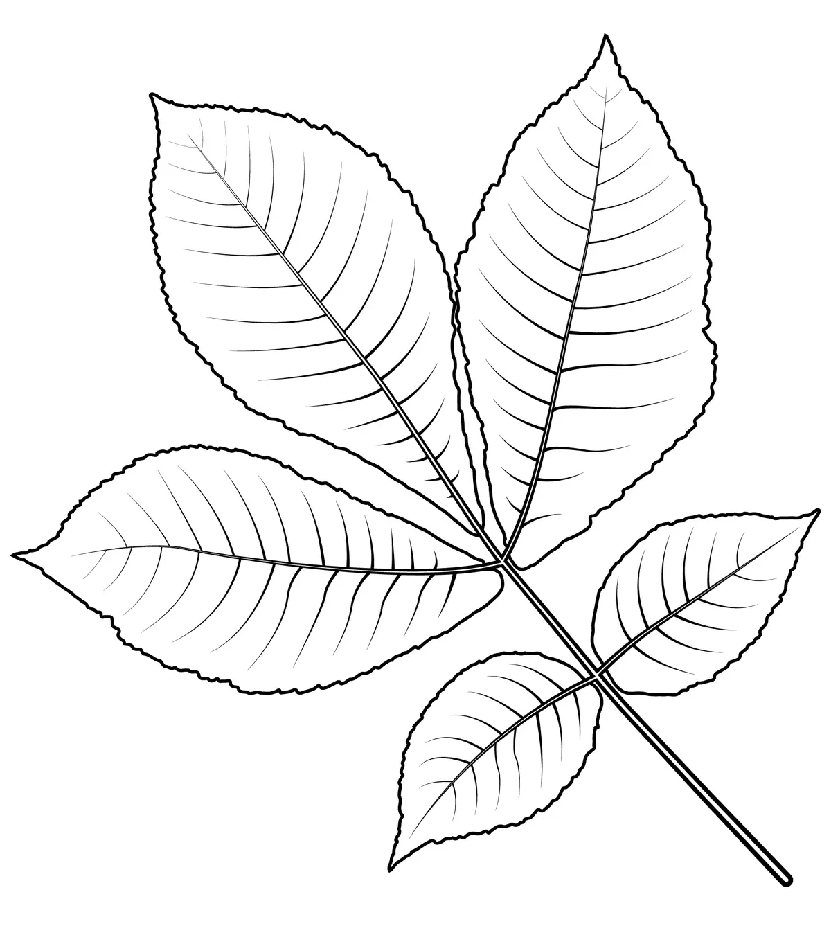 Bitternut Hickory Leaf coloring page to print