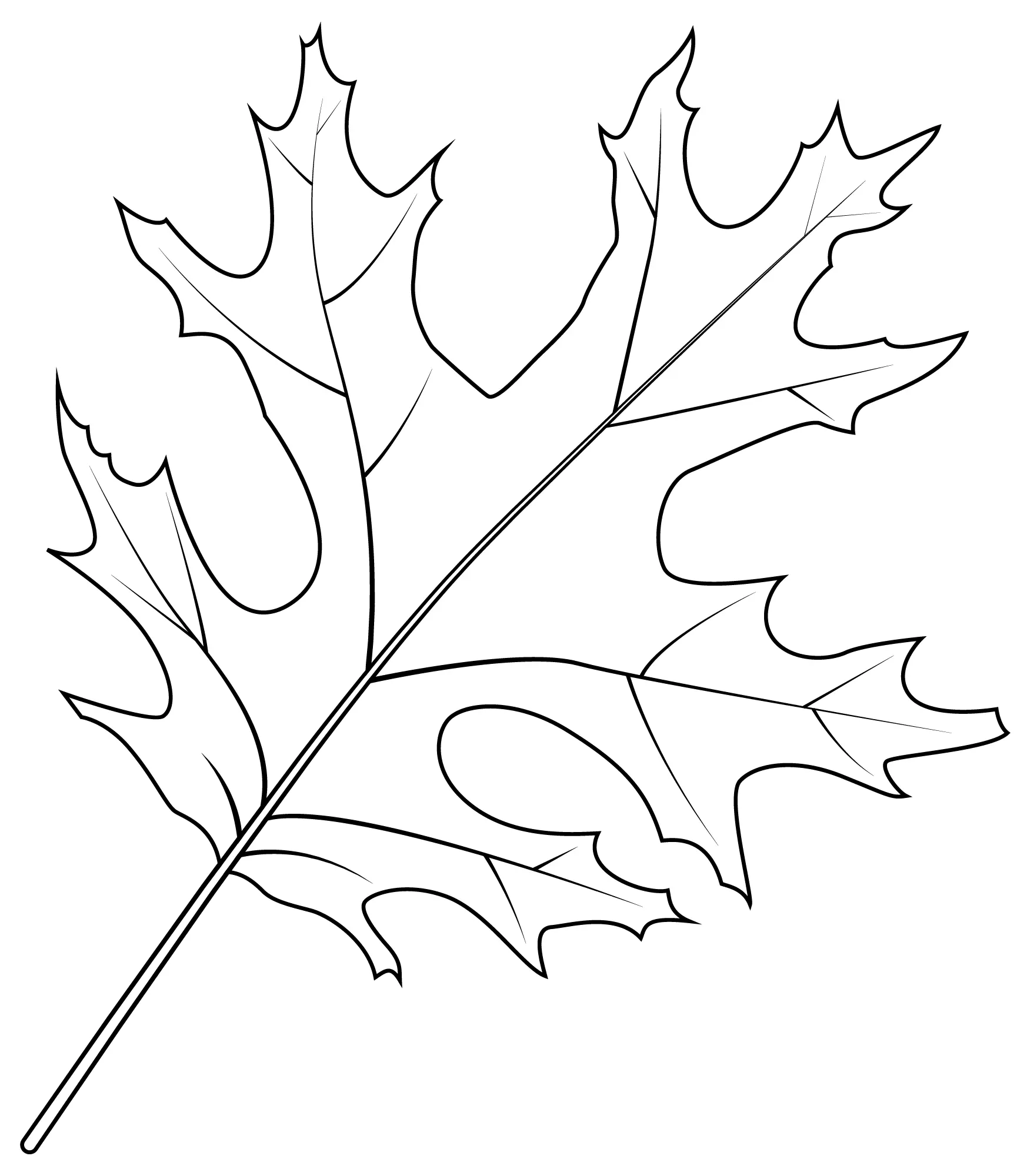 Coloriage Feuille De Chene Ecarlate - Feuille automne à imprimer