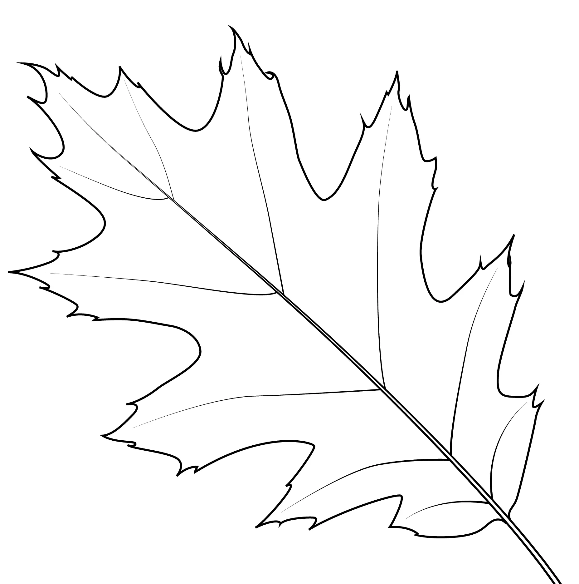 Coloriage Feuille De Chene Rouge Du Nord - Feuille automne à imprimer
