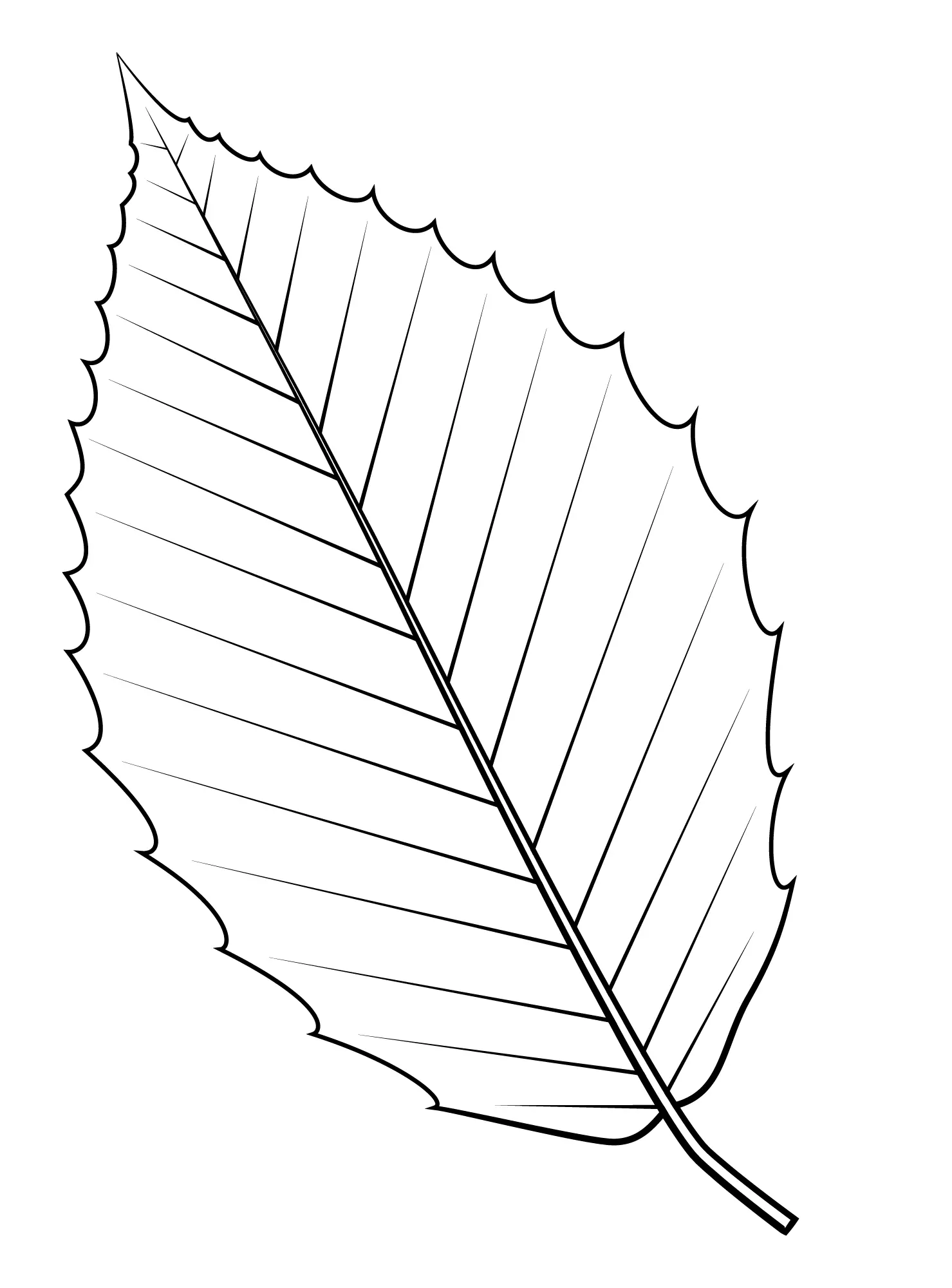 Coloriage Feuille De Hetre Américain - Feuille automne à imprimer
