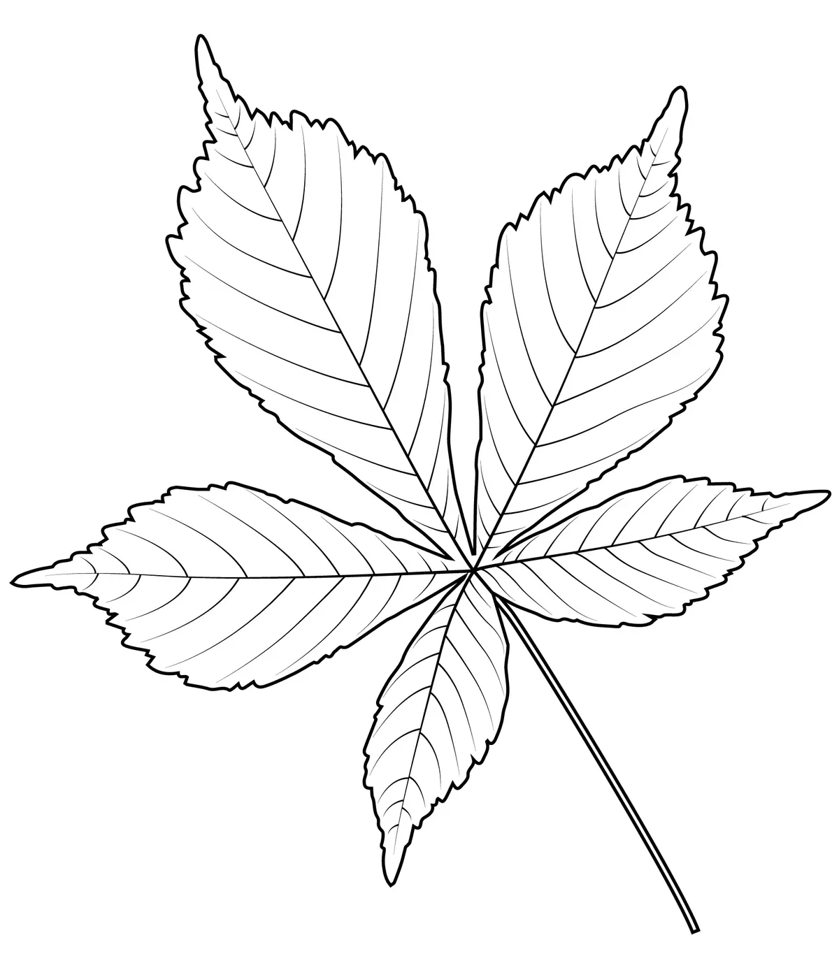 Indian Horse Chestnut Leaf coloring page to print