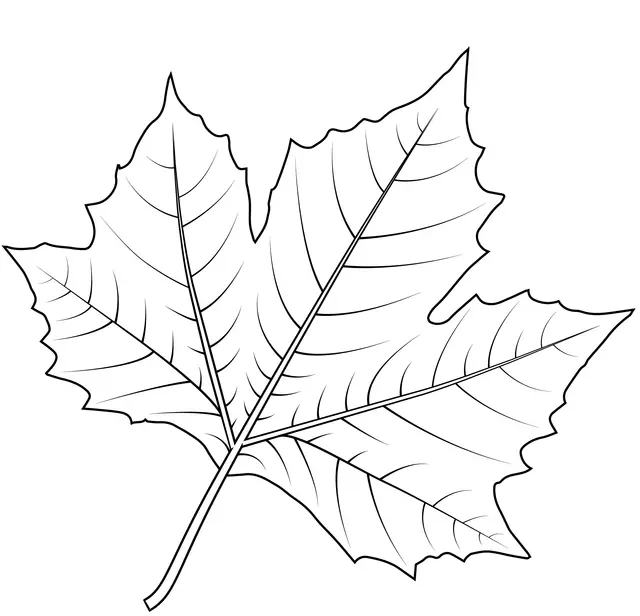Kleurplaat Blad van een Londense plataan om te printen