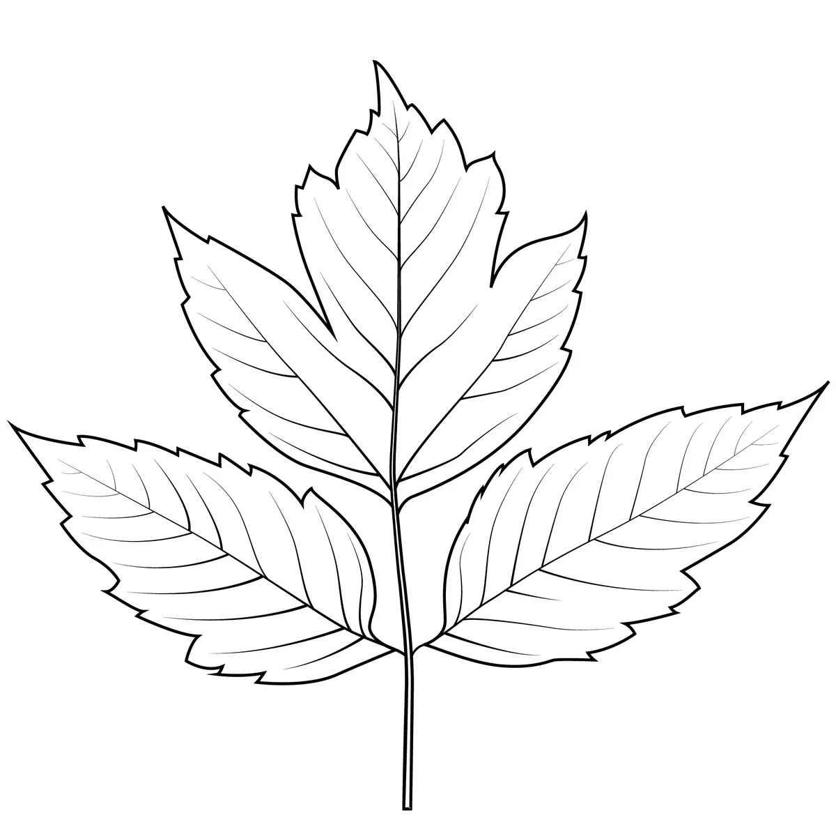 Elderberry Leaf coloring page to print