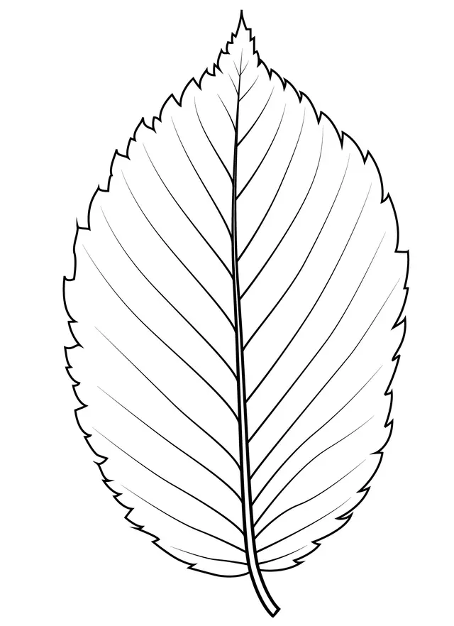 Kleurplaat Blad van de Amerikaanse iep om te printen