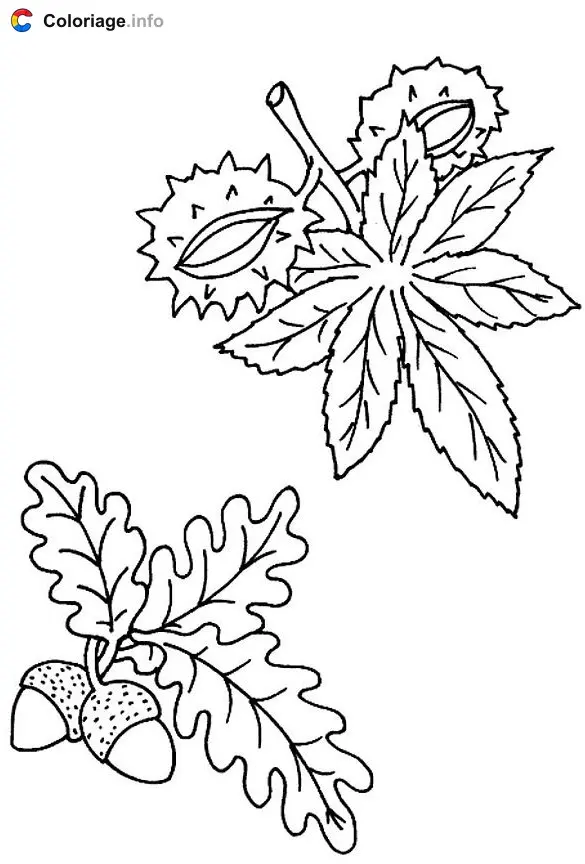 Coloriage Feuilles de chene et maronnier - Automne à imprimer