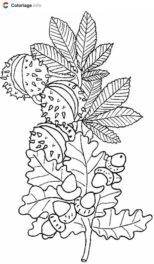 Coloriage Feuilles de noistier et chataignier - Automne à imprimer