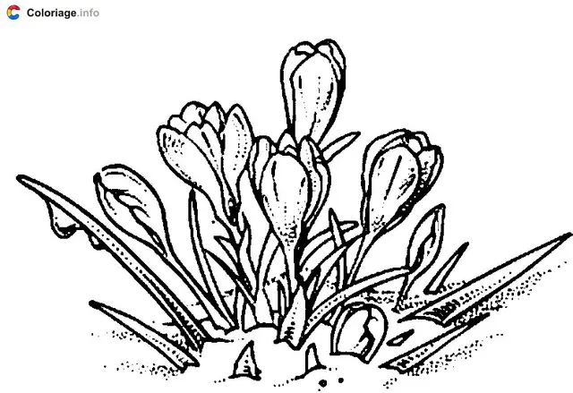 Coloriage Fleur de crocus - Plantes à imprimer