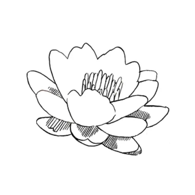 Lotus Flower coloring page to print