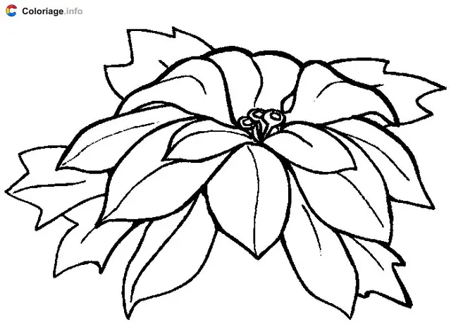 Coloriage Fleur de poinsettia - Plantes à imprimer