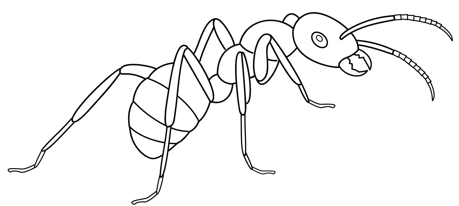 Coloriage Fourmi Odorante Dessinpar Artsashina - Fourmi à imprimer