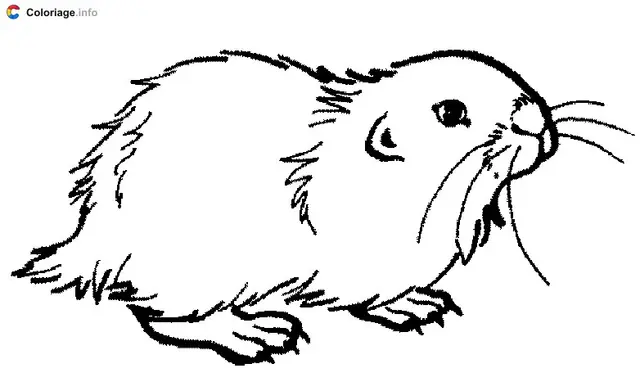 Coloriage Hamster - Hamster à imprimer