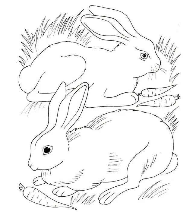 Coloriage Lapin Et Lapina Mangent Des Carottes - Lapin à imprimer