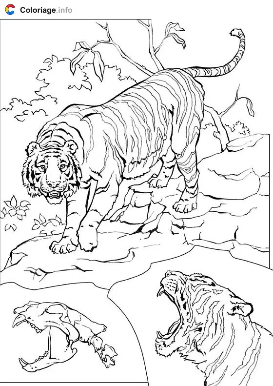 Tiger coloring page to print