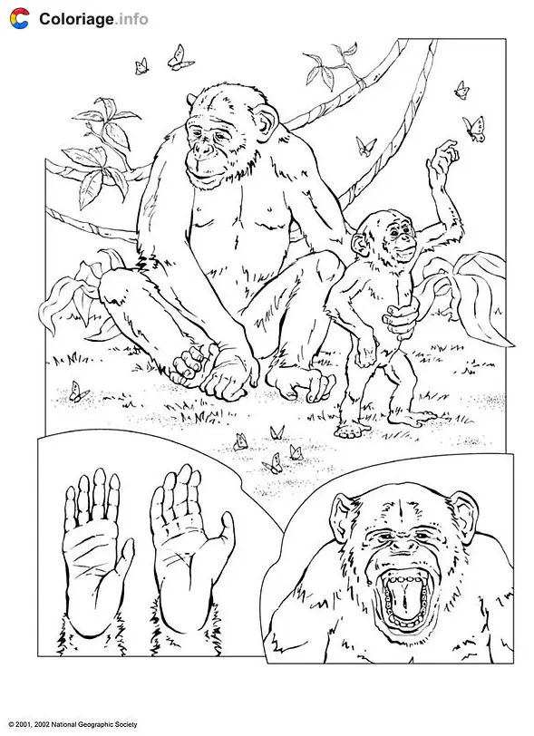 Chimpanzees in the Jungle coloring page to print