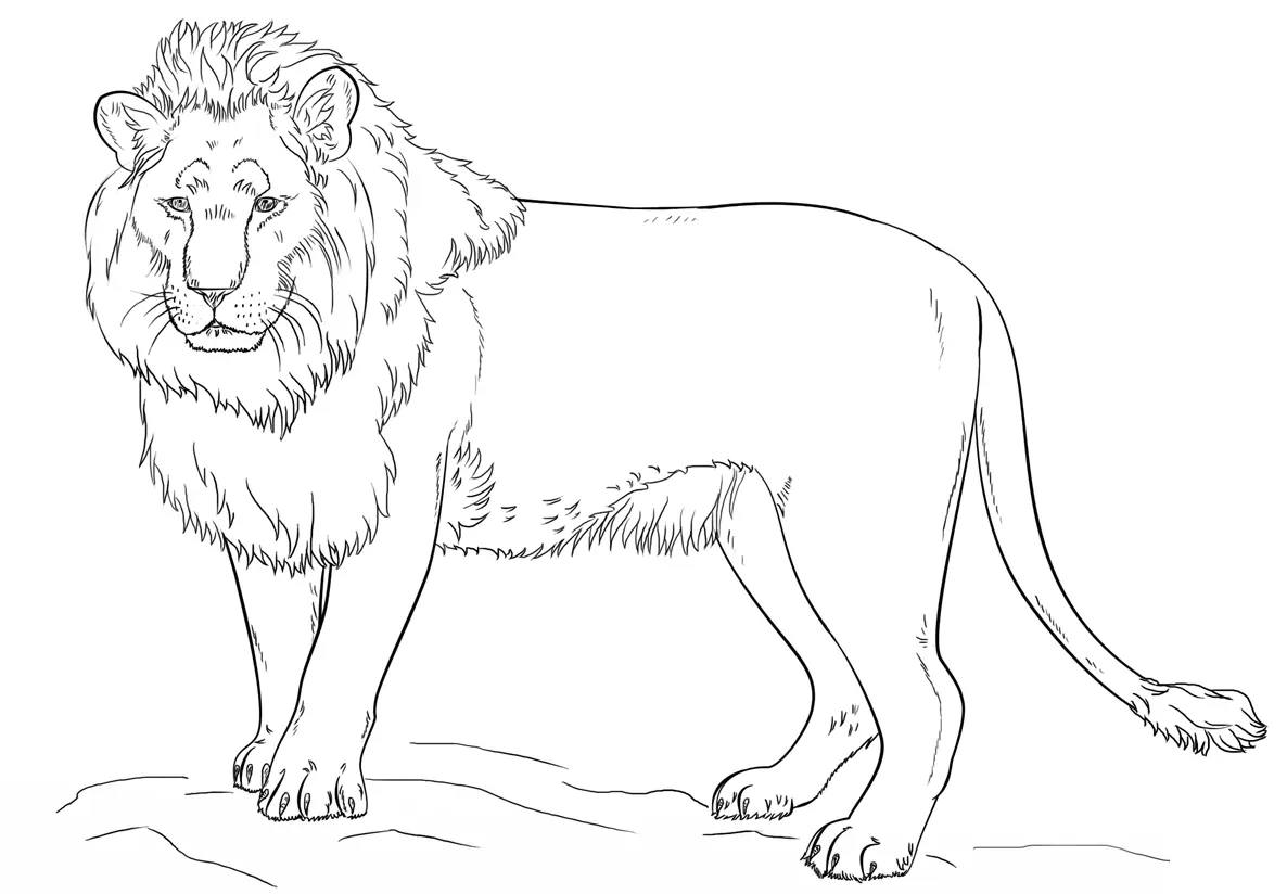 Coloriage Lion By Lena London - Lion à imprimer