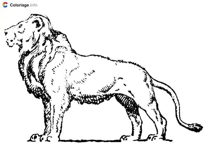 Coloriage Lion de profil - Lion à imprimer