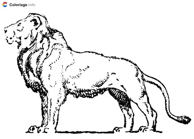 Coloriage Lion de profil - Lion à imprimer