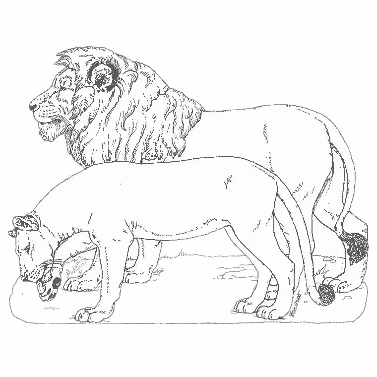 Coloriage Lion Et Lionne - Animaux à imprimer