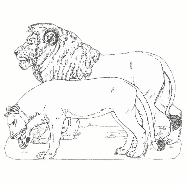 Coloriage Lion Et Lionne - Lion à imprimer