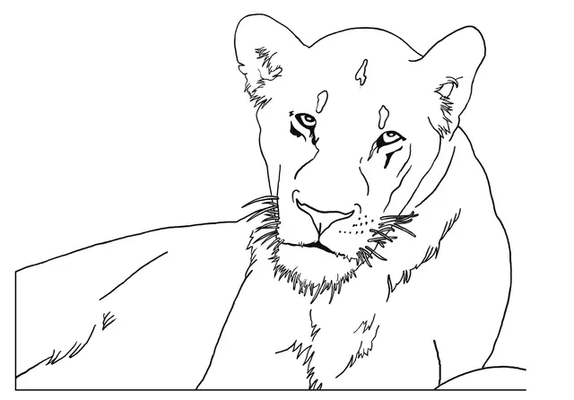 Coloriage Lioness - Lion à imprimer