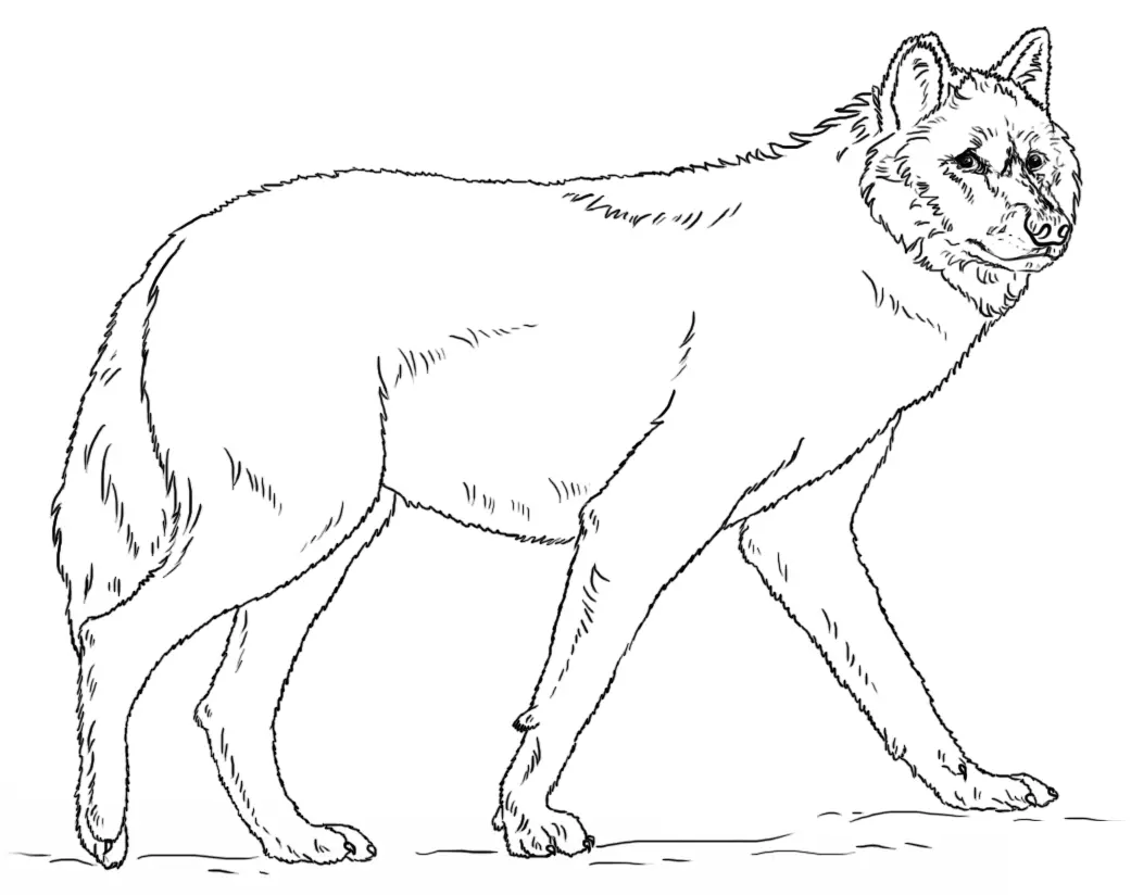 Coloriage Loup Gris Réaliste - Loup à imprimer