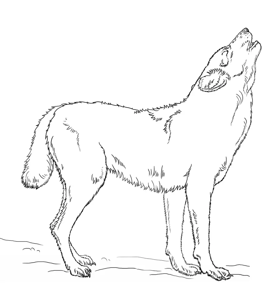 Coloriage Loup Hurlant Par Lena London - Loup à imprimer