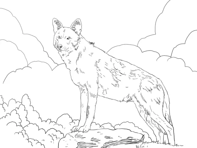 Coloriage Loup Rouge Amerique Du Nord - Loup à imprimer